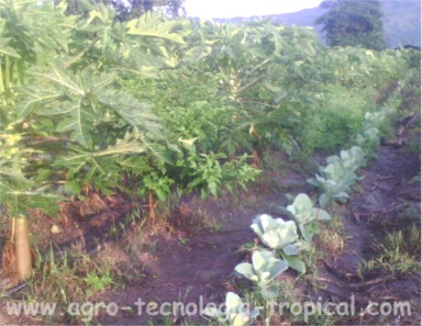 Asociación de cultivo de lechoza con repollo